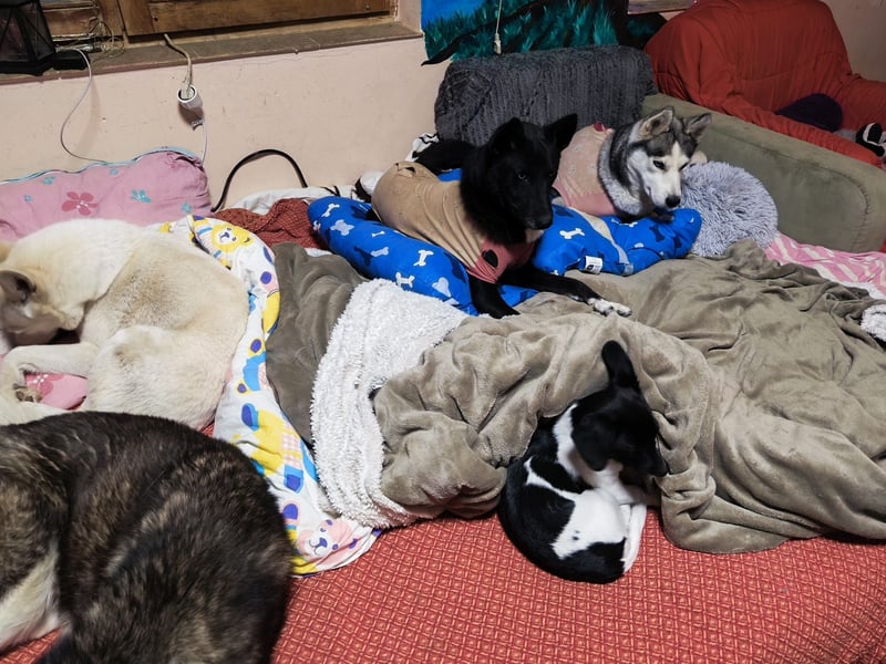 Sweety, ein Sonnenschein auf 4 Pfoten sucht ein Zuhause. Sweety, ein Sonnenschein auf 4 Pfoten sucht ein Zuhause.