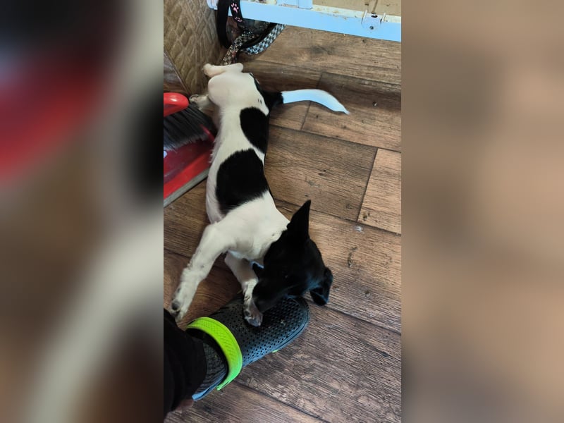 Sweety, ein Sonnenschein auf 4 Pfoten sucht ein Zuhause. Sweety, ein Sonnenschein auf 4 Pfoten sucht ein Zuhause.