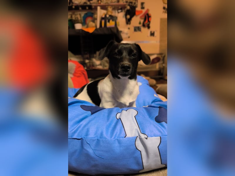 Sweety, ein Sonnenschein auf 4 Pfoten sucht ein Zuhause. Sweety, ein Sonnenschein auf 4 Pfoten sucht ein Zuhause.