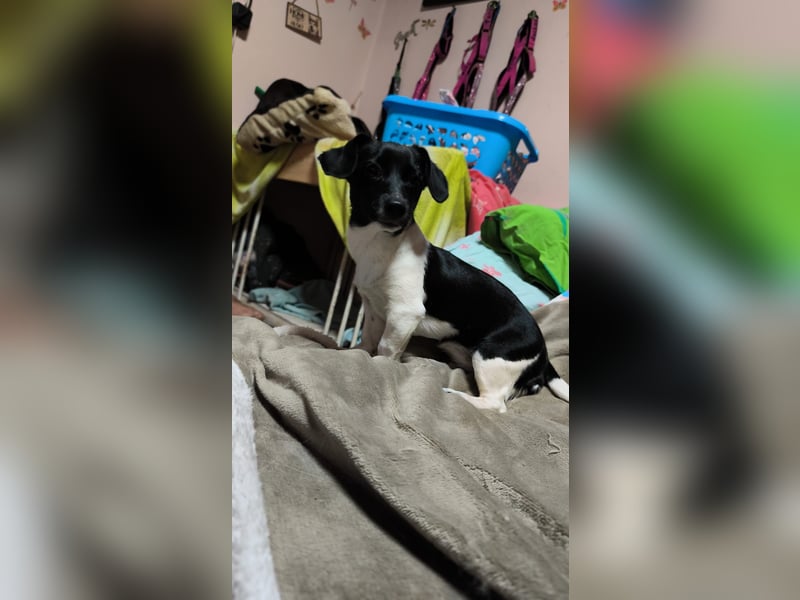 Sweety, ein Sonnenschein auf 4 Pfoten sucht ein Zuhause. Sweety, ein Sonnenschein auf 4 Pfoten sucht ein Zuhause.