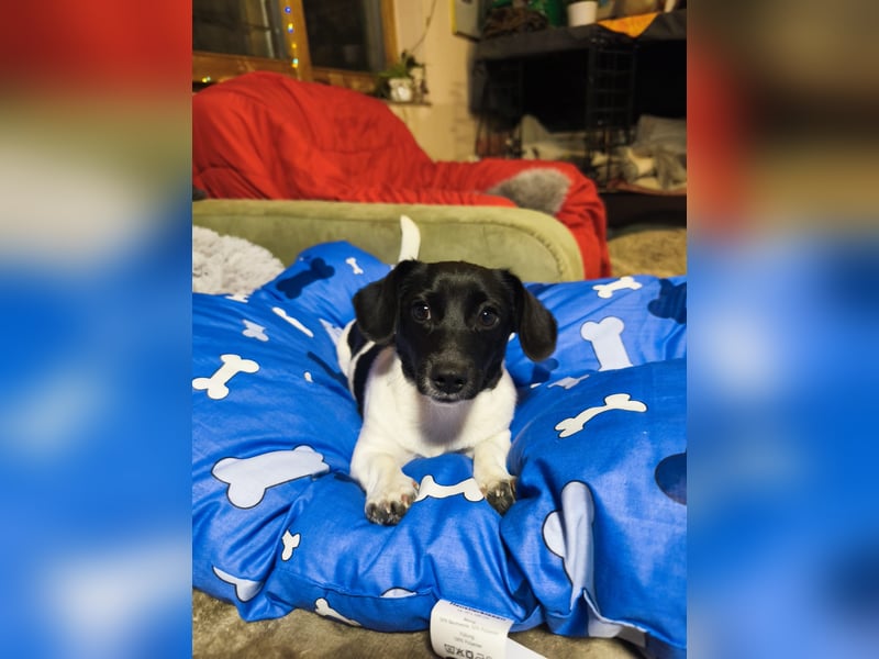 Sweety, ein Sonnenschein auf 4 Pfoten sucht ein Zuhause. Sweety, ein Sonnenschein auf 4 Pfoten sucht ein Zuhause.