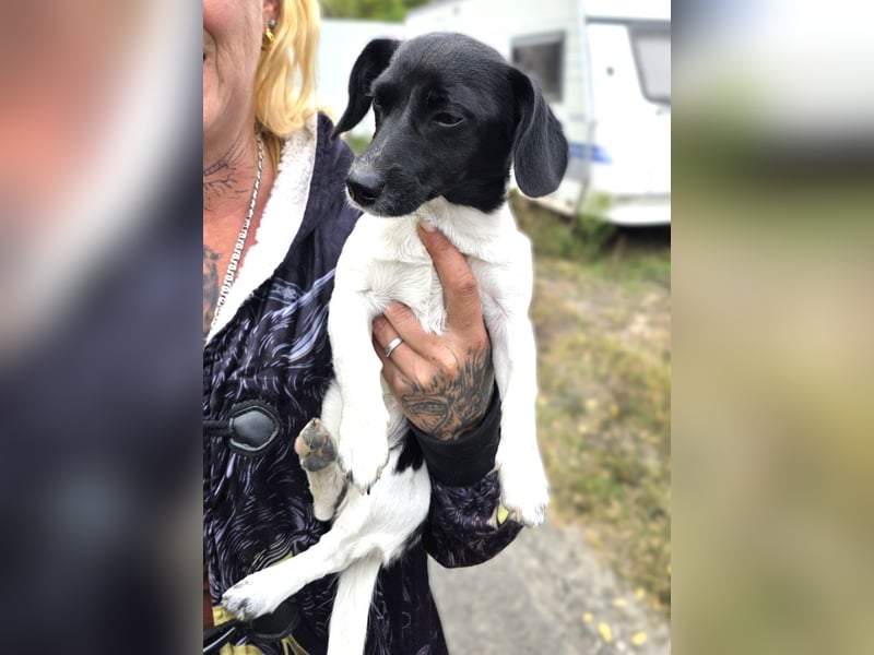 Sweety, ein Sonnenschein auf 4 Pfoten sucht ein Zuhause. Sweety, ein Sonnenschein auf 4 Pfoten sucht ein Zuhause.