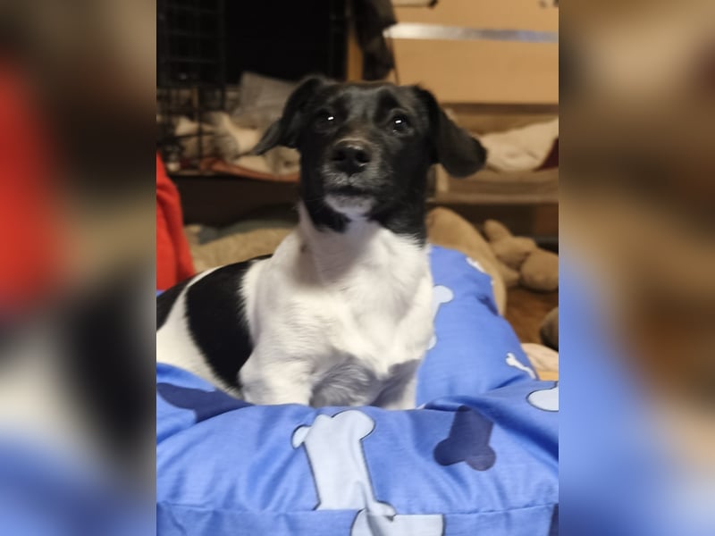 Sweety, ein Sonnenschein auf 4 Pfoten sucht ein Zuhause. Sweety, ein Sonnenschein auf 4 Pfoten sucht ein Zuhause.