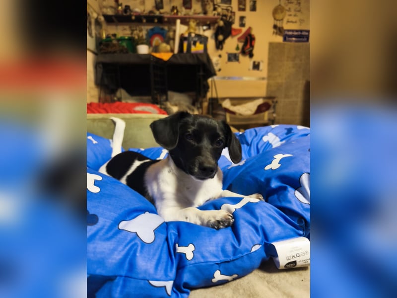 Sweety, ein Sonnenschein auf 4 Pfoten sucht ein Zuhause. Sweety, ein Sonnenschein auf 4 Pfoten sucht ein Zuhause.