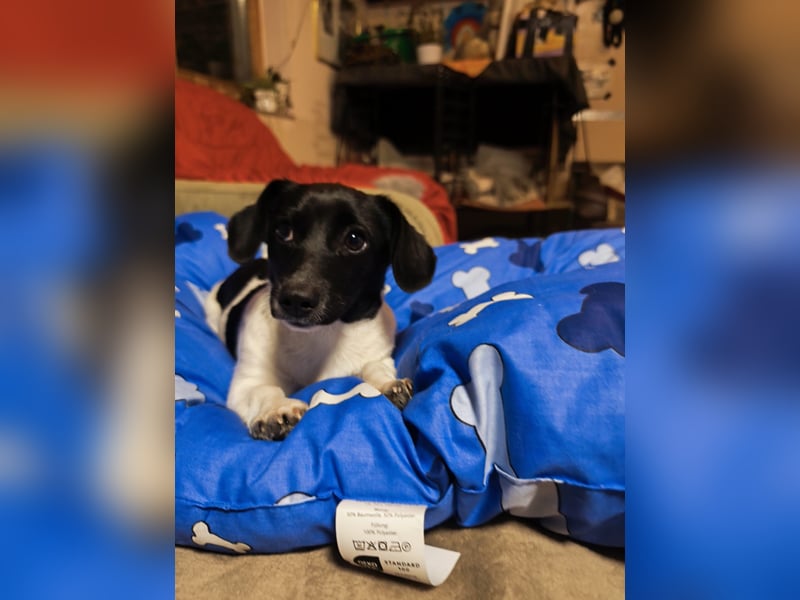 Sweety, ein Sonnenschein auf 4 Pfoten sucht ein Zuhause. Sweety, ein Sonnenschein auf 4 Pfoten sucht ein Zuhause.