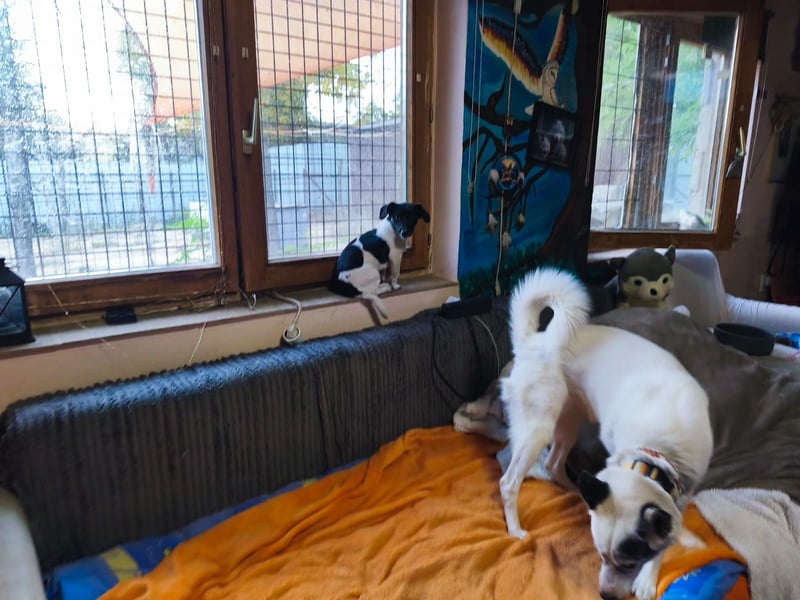 Sweety, ein Sonnenschein auf 4 Pfoten sucht ein Zuhause. Sweety, ein Sonnenschein auf 4 Pfoten sucht ein Zuhause.