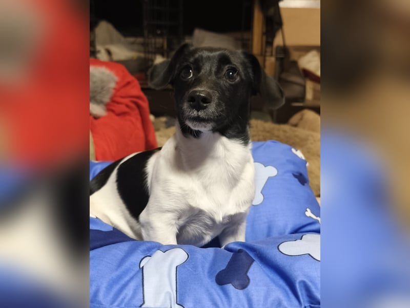 Sweety, ein Sonnenschein auf 4 Pfoten sucht ein Zuhause. Sweety, ein Sonnenschein auf 4 Pfoten sucht ein Zuhause.