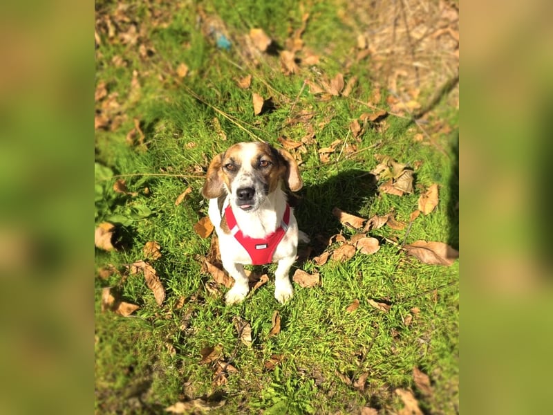 Kiro ein Beagle Jack Russel Mix sucht Körbchen