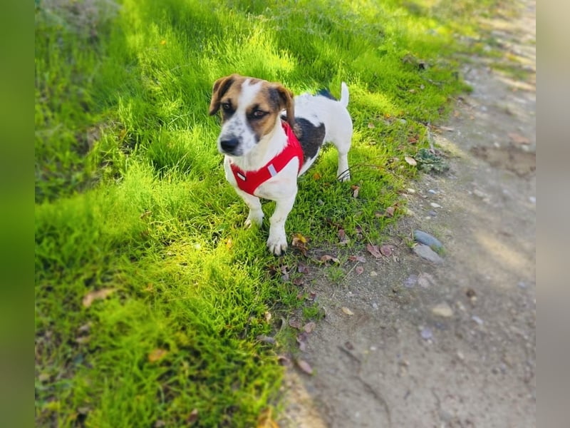 Kiro ein Beagle Jack Russel Mix sucht Körbchen