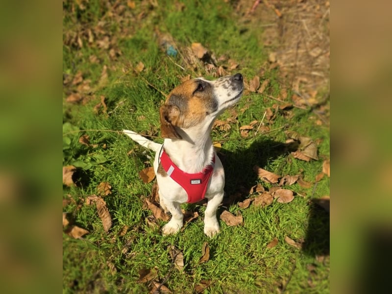 Kiro ein Beagle Jack Russel Mix sucht Körbchen