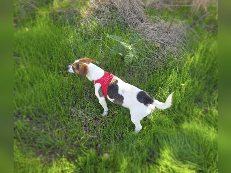 Kiro ein Beagle Jack Russel Mix sucht Körbchen