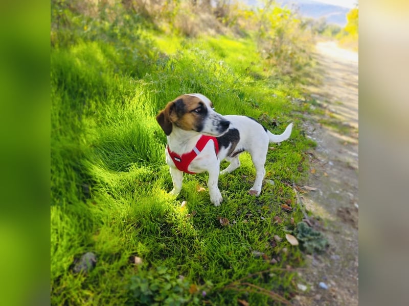 Kiro ein Beagle Jack Russel Mix sucht Körbchen