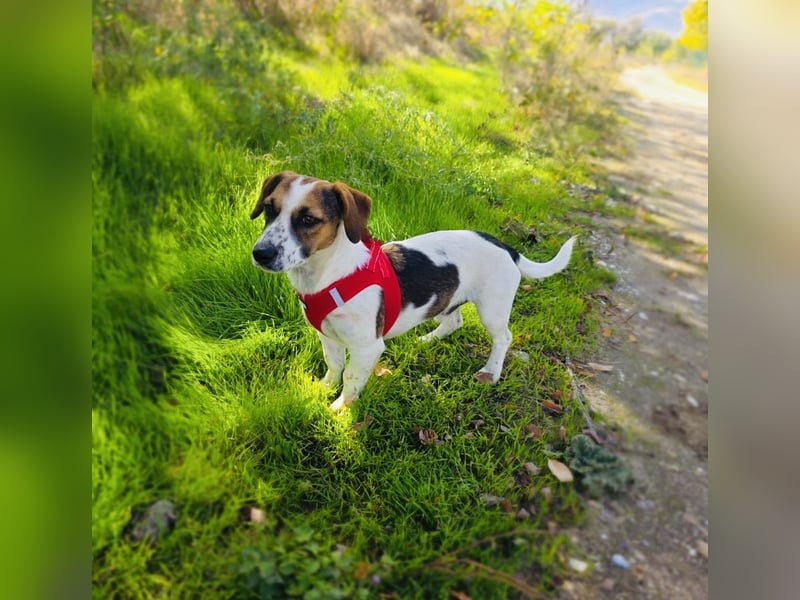 Kiro ein Beagle Jack Russel Mix sucht Körbchen