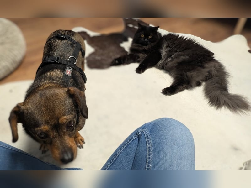 Zaubermaus Mini sucht liebevolles Zuhause