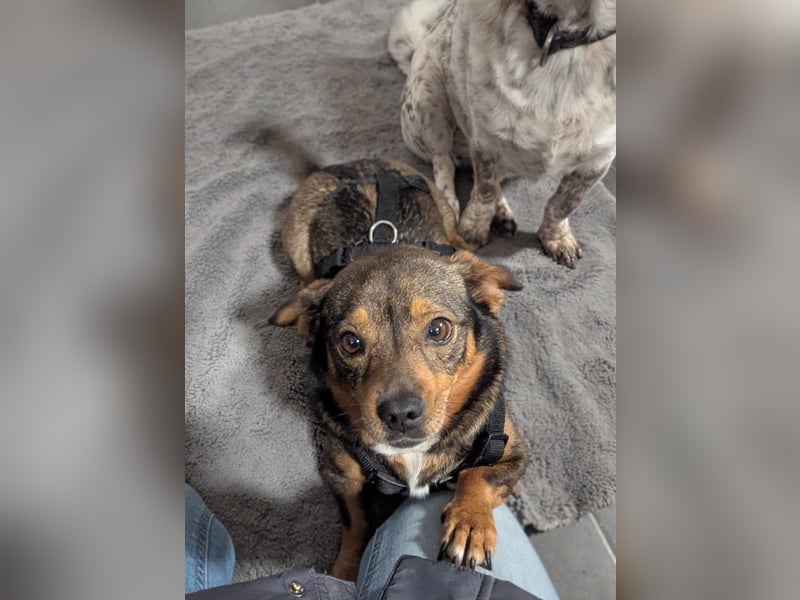 Zaubermaus Mini sucht liebevolles Zuhause