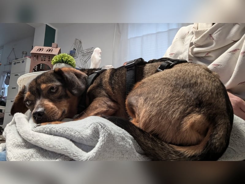 Zaubermaus Mini sucht liebevolles Zuhause