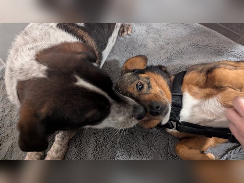 Zaubermaus Mini sucht liebevolles Zuhause