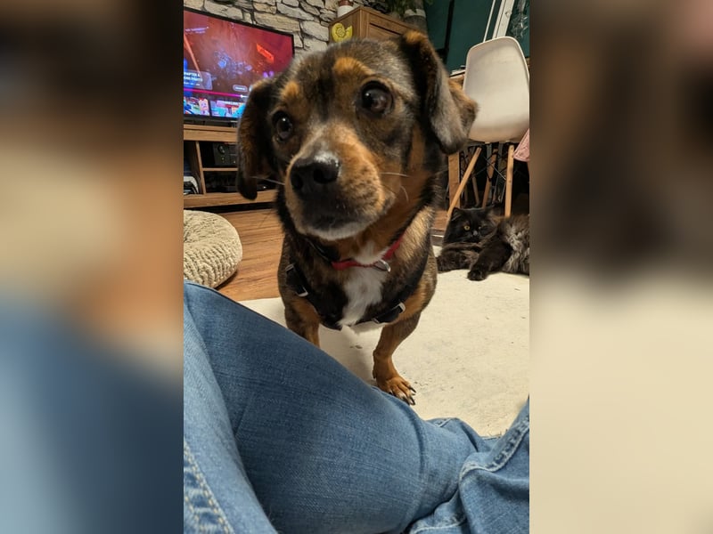 Zaubermaus Mini sucht liebevolles Zuhause