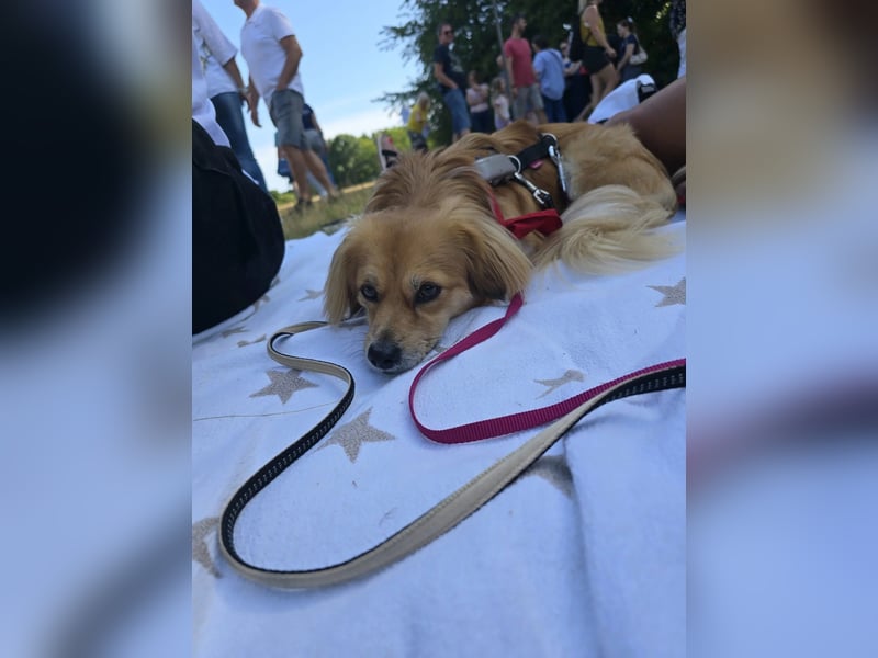 ELENORA - fröhliche & verschmuste Hündin sucht ihre Herzensmenschen