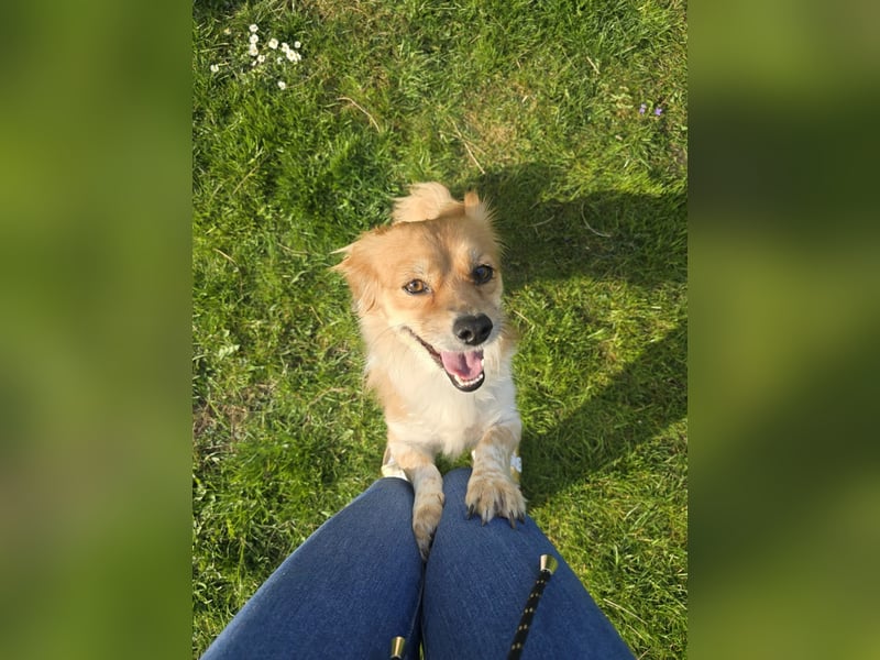 ELENORA - fröhliche & verschmuste Hündin sucht ihre Herzensmenschen