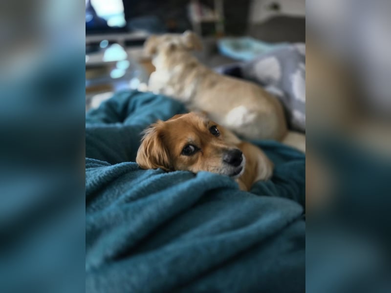 ELENORA - fröhliche & verschmuste Hündin sucht ihre Herzensmenschen