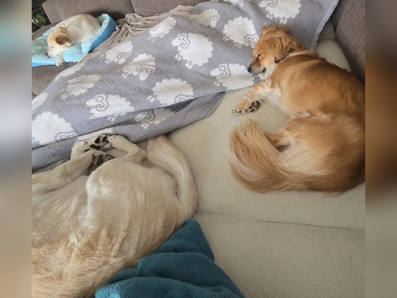 ELENORA - fröhliche & verschmuste Hündin sucht ihre Herzensmenschen