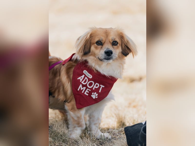 ELENORA - fröhliche & verschmuste Hündin sucht ihre Herzensmenschen