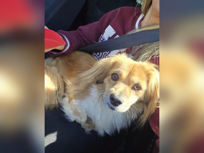 ELENORA - fröhliche & verschmuste Hündin sucht ihre Herzensmenschen