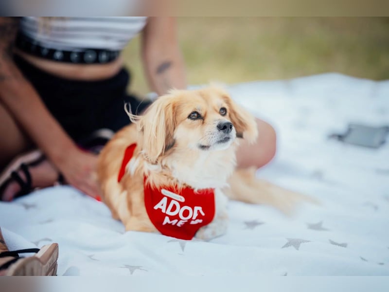 ELENORA - fröhliche & verschmuste Hündin sucht ihre Herzensmenschen