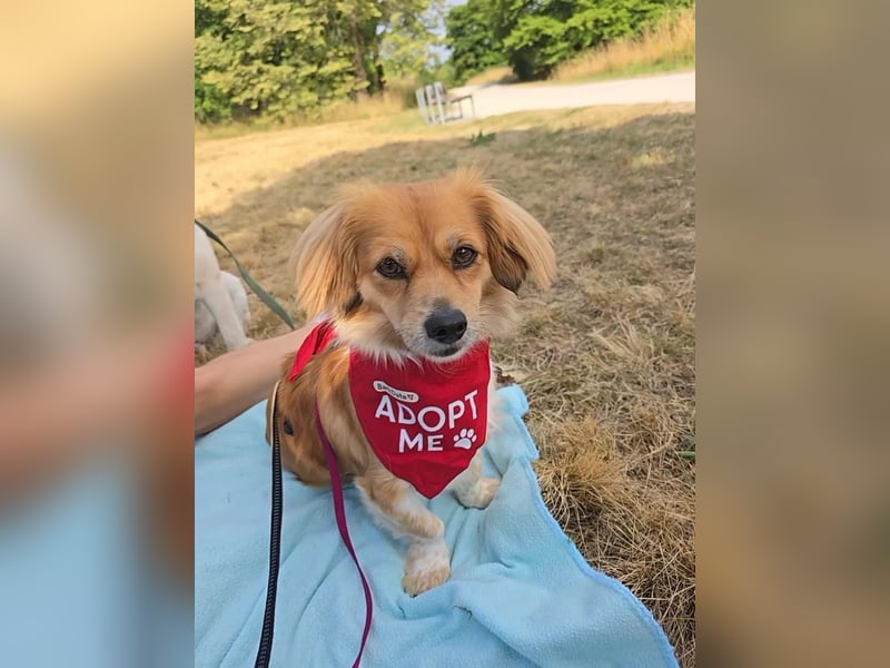 ELENORA - fröhliche & verschmuste Hündin sucht ihre Herzensmenschen