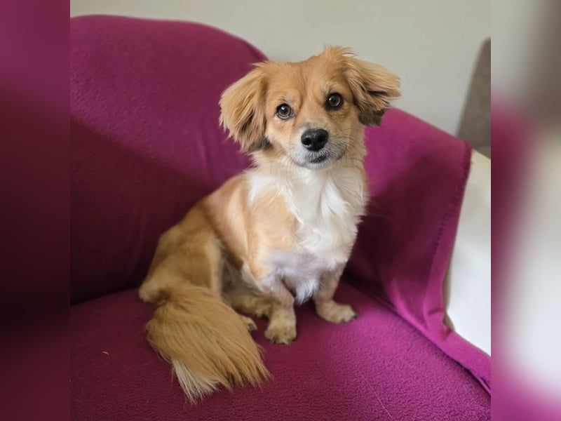 ELENORA - fröhliche & verschmuste Hündin sucht ihre Herzensmenschen