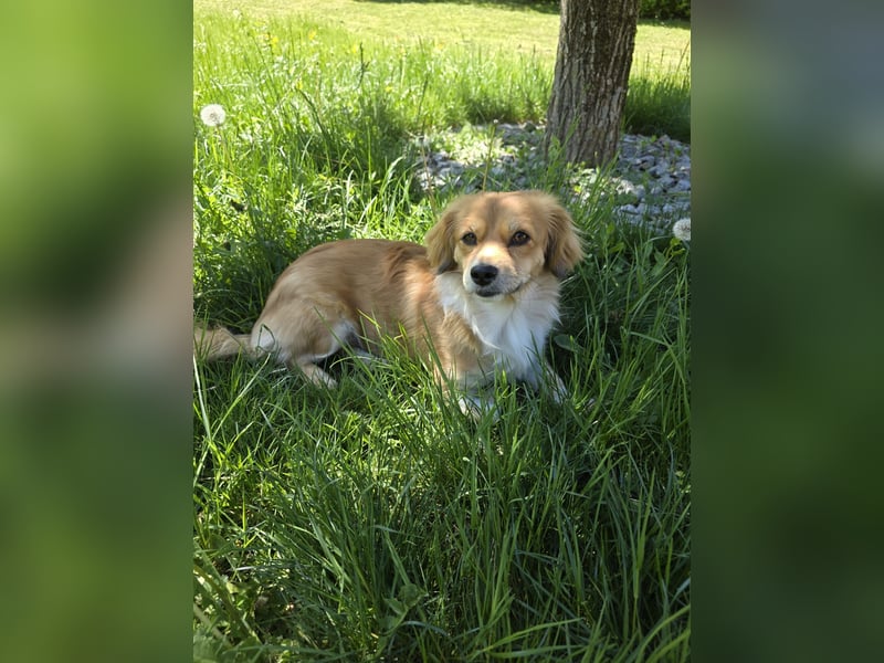 ELENORA - fröhliche & verschmuste Hündin sucht ihre Herzensmenschen