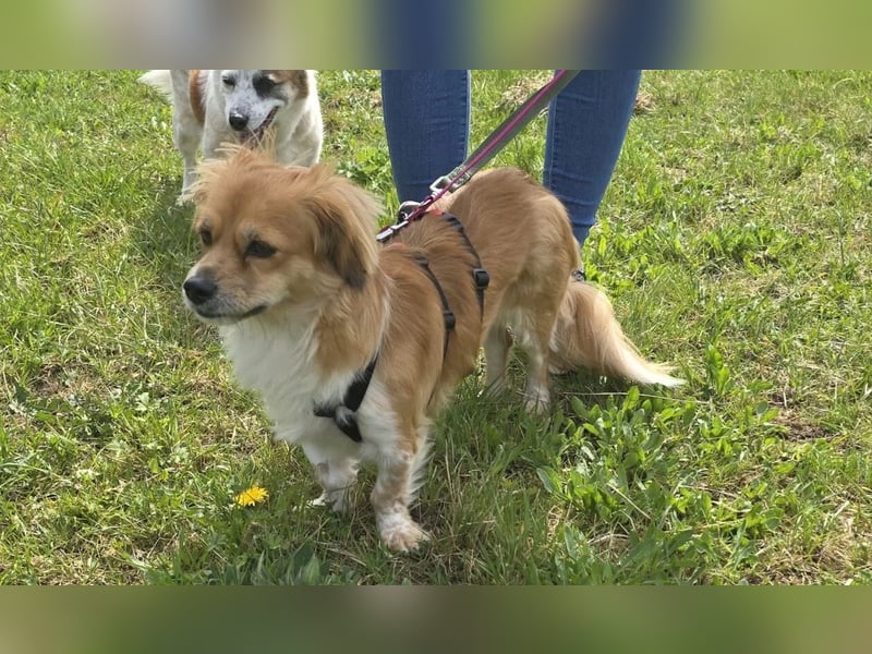 ELENORA - fröhliche & verschmuste Hündin sucht ihre Herzensmenschen