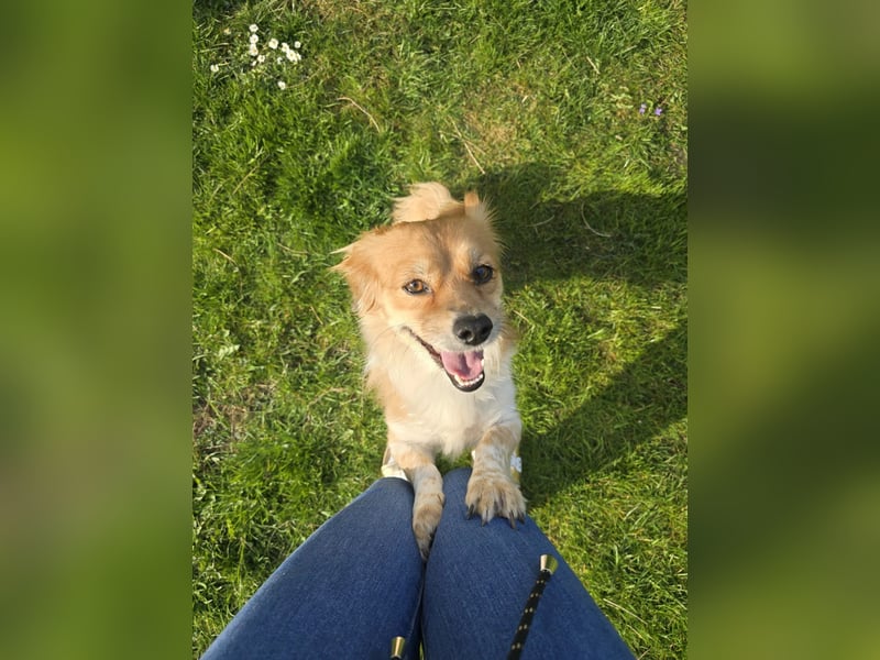 ELENORA - fröhliche & verschmuste Hündin sucht ihre Herzensmenschen