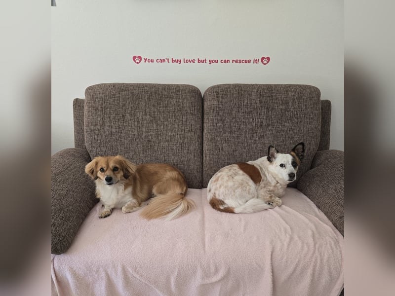 ELENORA - fröhliche & verschmuste Hündin sucht ihre Herzensmenschen