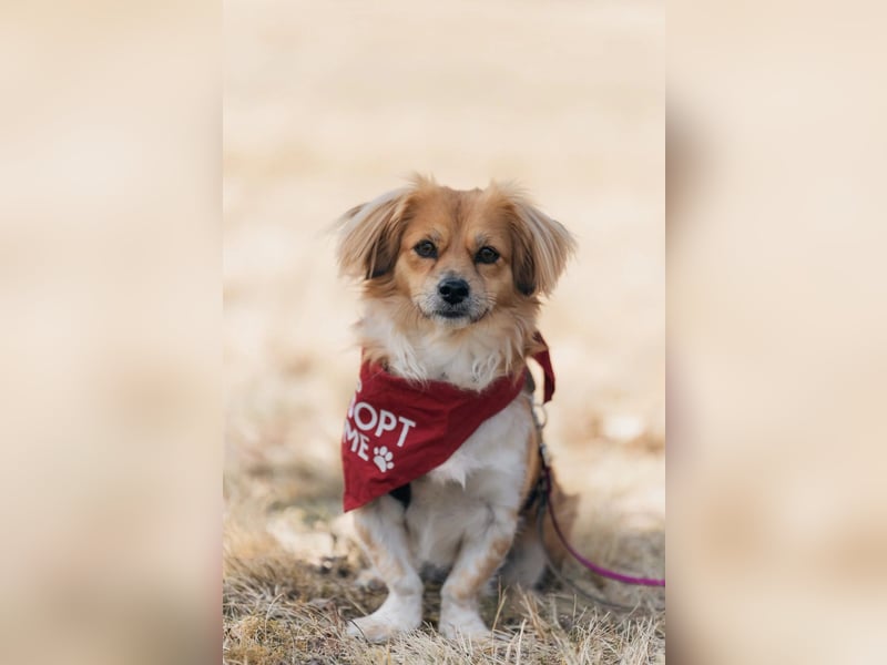 ELENORA - fröhliche & verschmuste Hündin sucht ihre Herzensmenschen