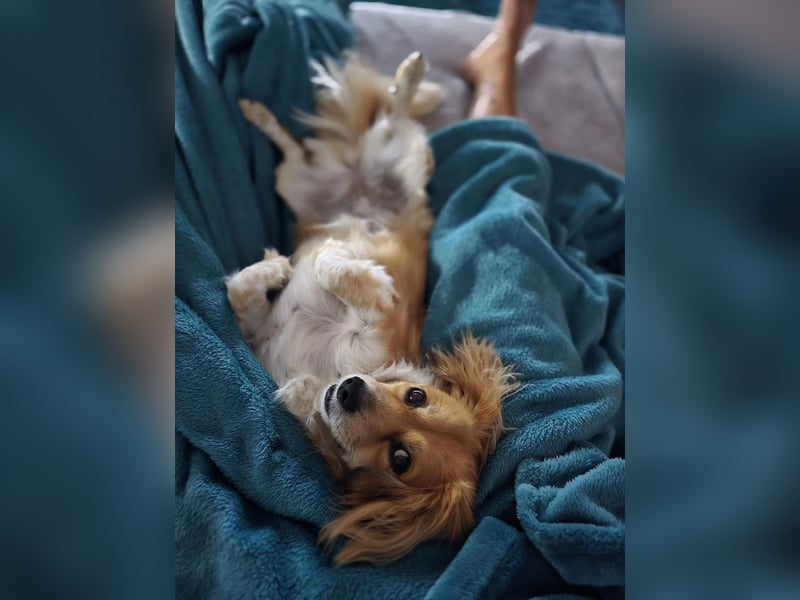 ELENORA - fröhliche & verschmuste Hündin sucht ihre Herzensmenschen