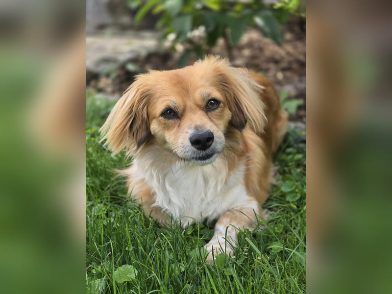 ELENORA - fröhliche & verschmuste Hündin sucht ihre Herzensmenschen