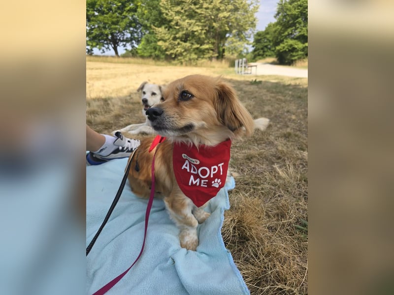 ELENORA - fröhliche & verschmuste Hündin sucht ihre Herzensmenschen