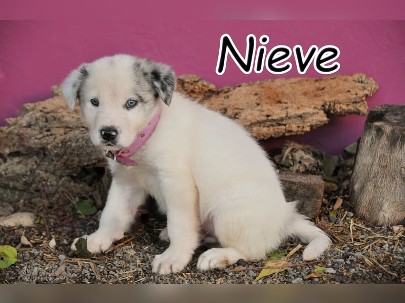 Darf Nieve dein Herz erobern?