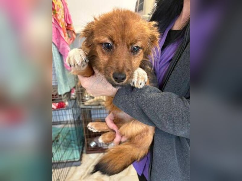 BELLA kleines Herzchen sucht Liebe