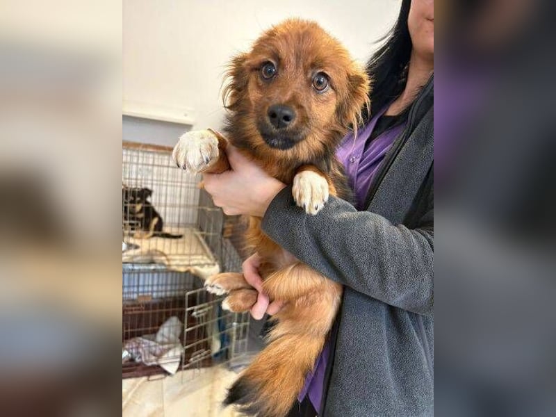 BELLA kleines Herzchen sucht Liebe