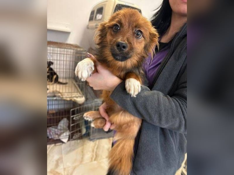 BELLA kleines Herzchen sucht Liebe