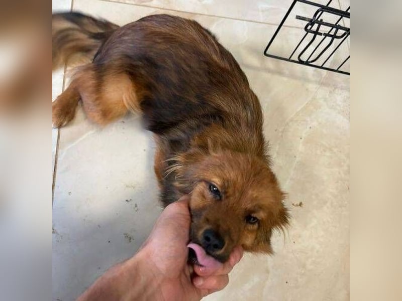 BELLA kleines Herzchen sucht Liebe