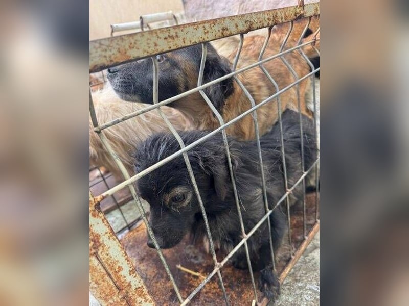 JARO braucht Retter in der Not