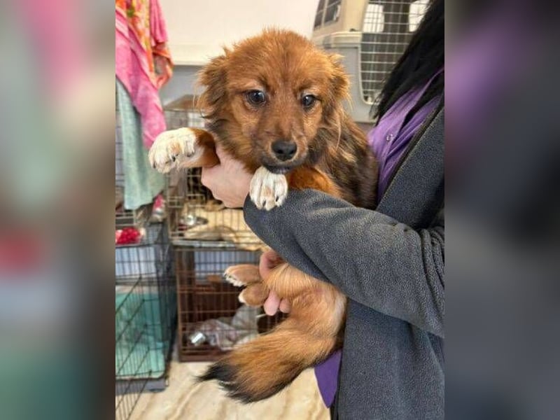 BELLA kleines Herzchen sucht Liebe