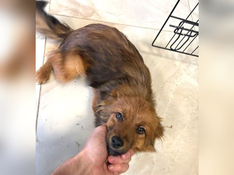 BELLA kleines Herzchen sucht Liebe