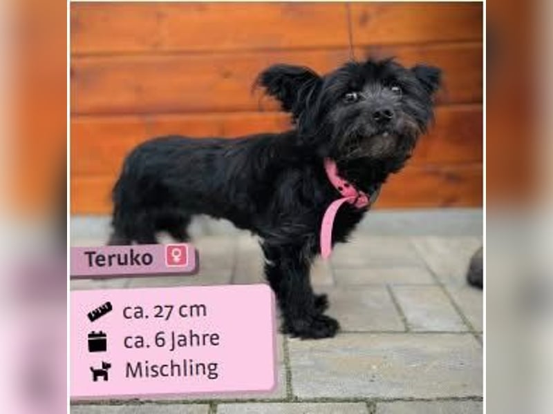 Teruko Teruko