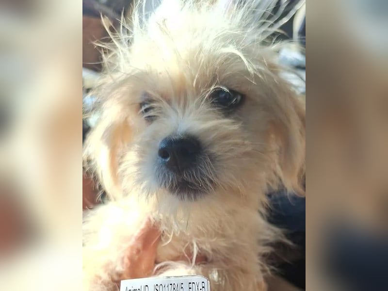 ⭐️LAURI⭐️, Zuckerschnute, Hündin, 6 Monate, im Wachstum, Mischling, Tierschutz