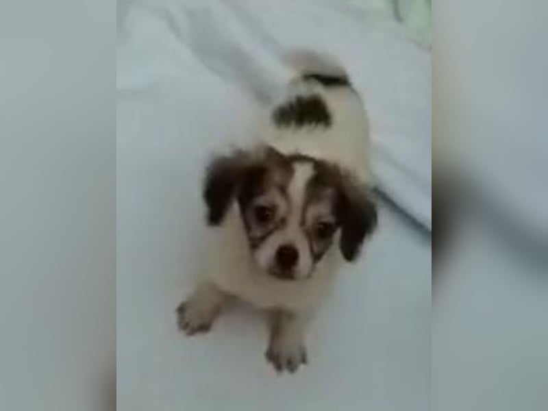 ⭐️RICCO⭐️, Rüde, 2 Monate, 16 cm, Mischling, Tierschutz